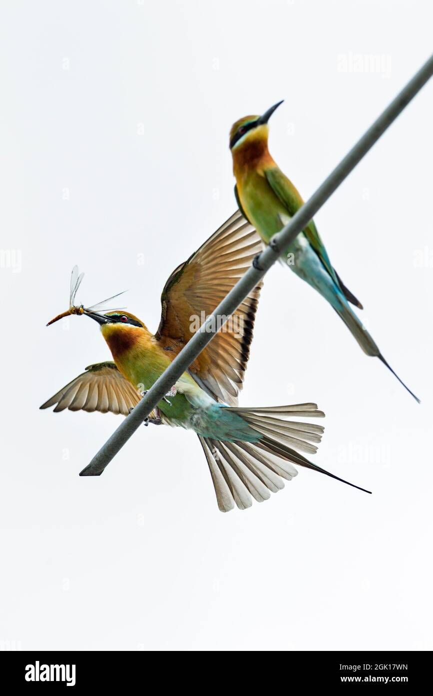 Pair of Blue-tailed Bee-eater courtship feeding on an antenna on top of a public housing estate, Singapore Stock Photo