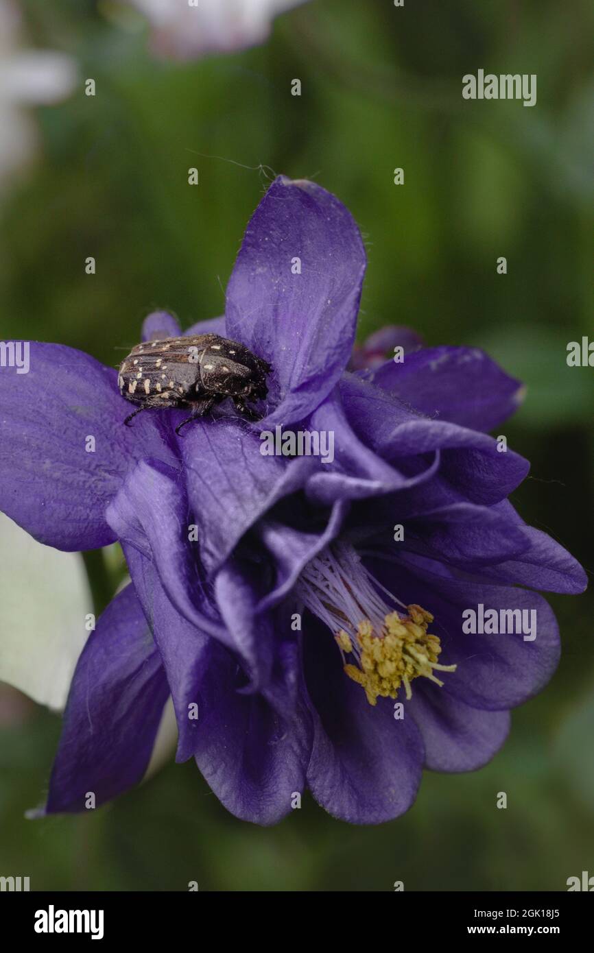 Black insect on purple aquilegia flower Stock Photo