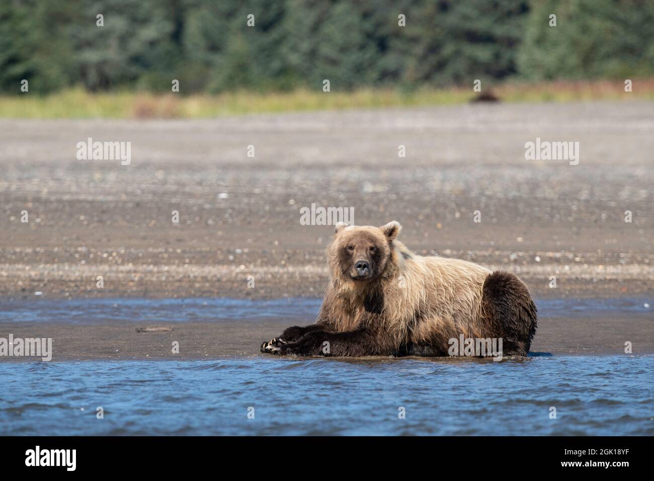 Alaskan Coastal Brown Bear Watching for Salmon Stock Photo
