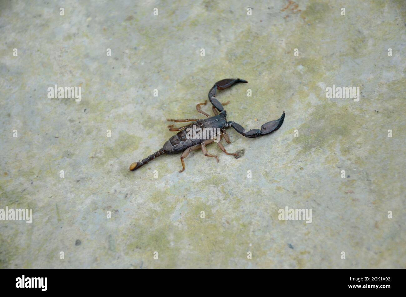 A closeup shot of a brown-black scorpion on a sto Stock Photo