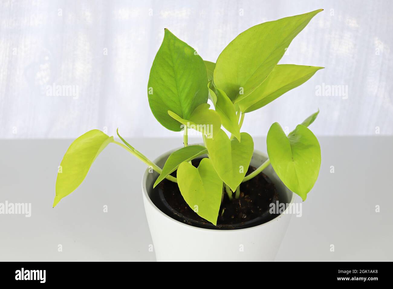 A neon pothos plant in a white pot on a white table Stock Photo - Alamy