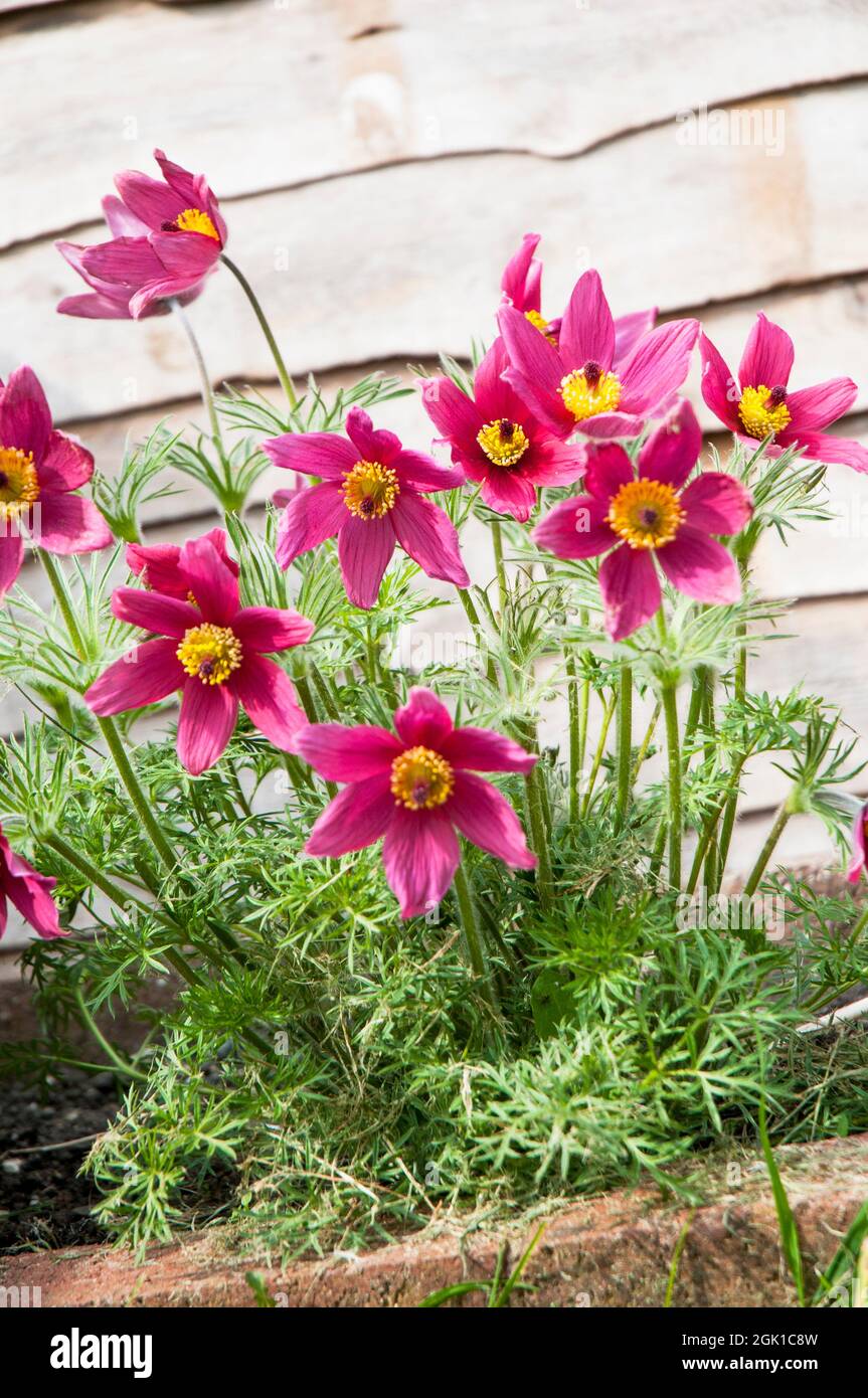 Close up of group of Pulsatilla vulgaris Rubra a deep red spring flowering fully hardy deciduous herbaceous perennial also called Pasque flower Stock Photo