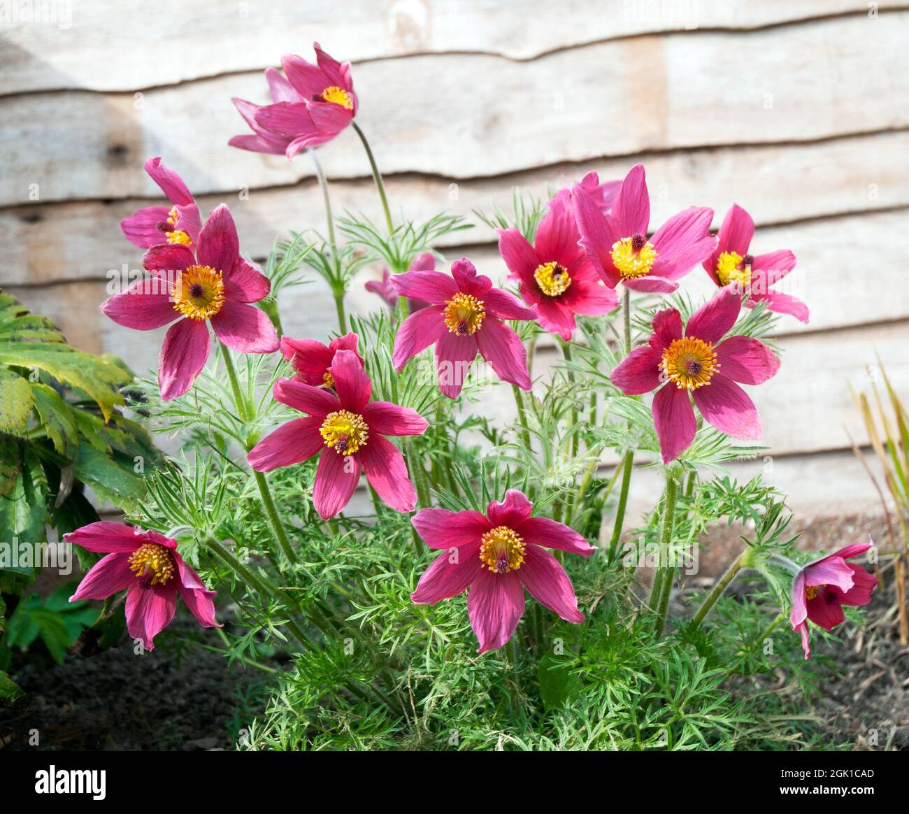 Close up of group of Pulsatilla vulgaris Rubra a deep red spring flowering fully hardy deciduous herbaceous perennial also called Pasque flower Stock Photo