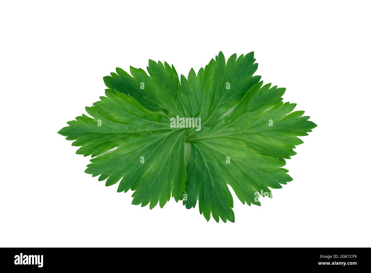 Parsley leaves close-up isolate on a white background Stock Photo