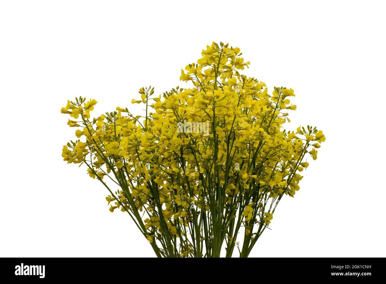 Blooming broccoli cabbage with yellow flowers. Isolated on white background Stock Photo
