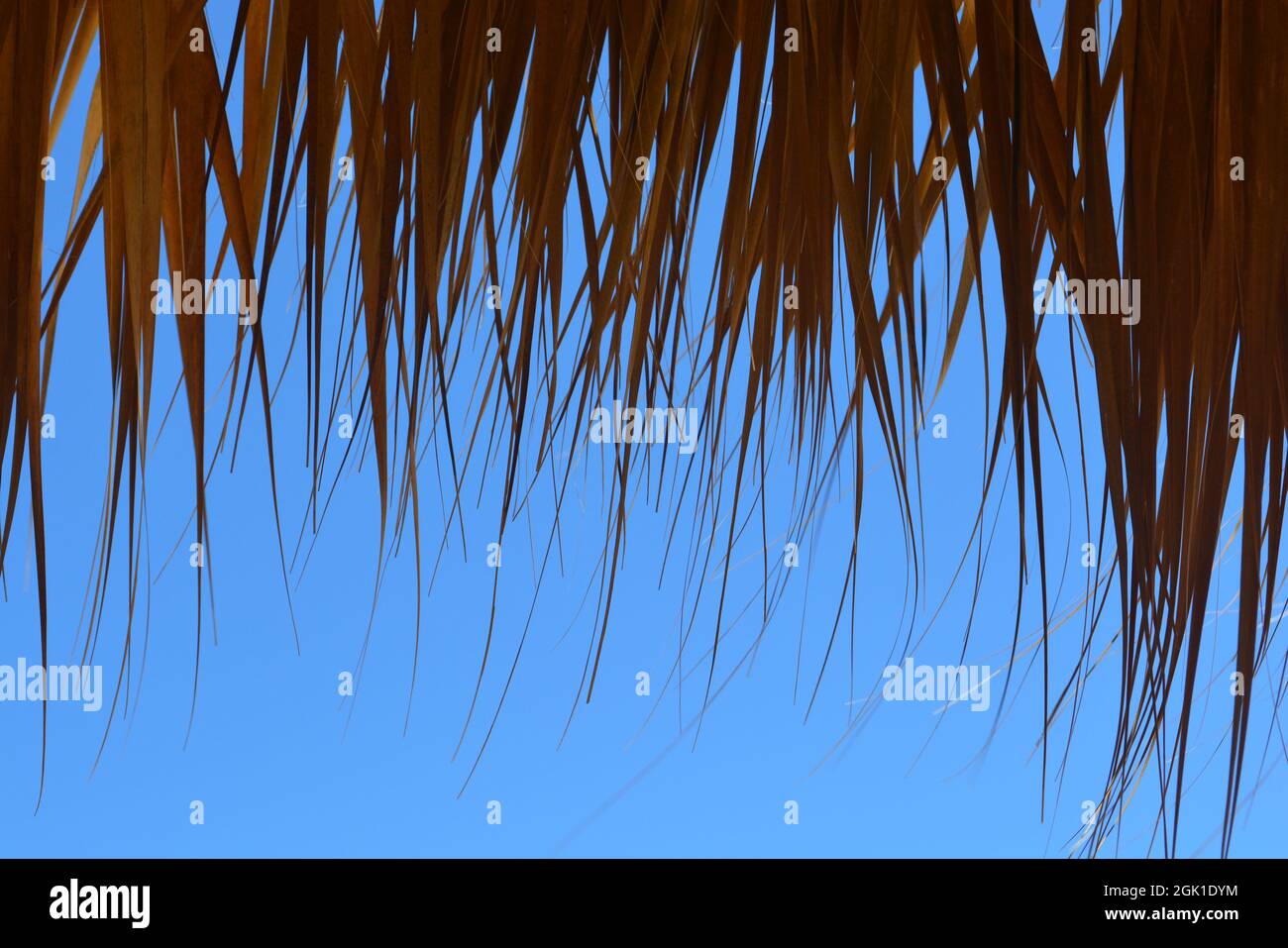 Canopy of palm leaves hi-res stock photography and images - Alamy