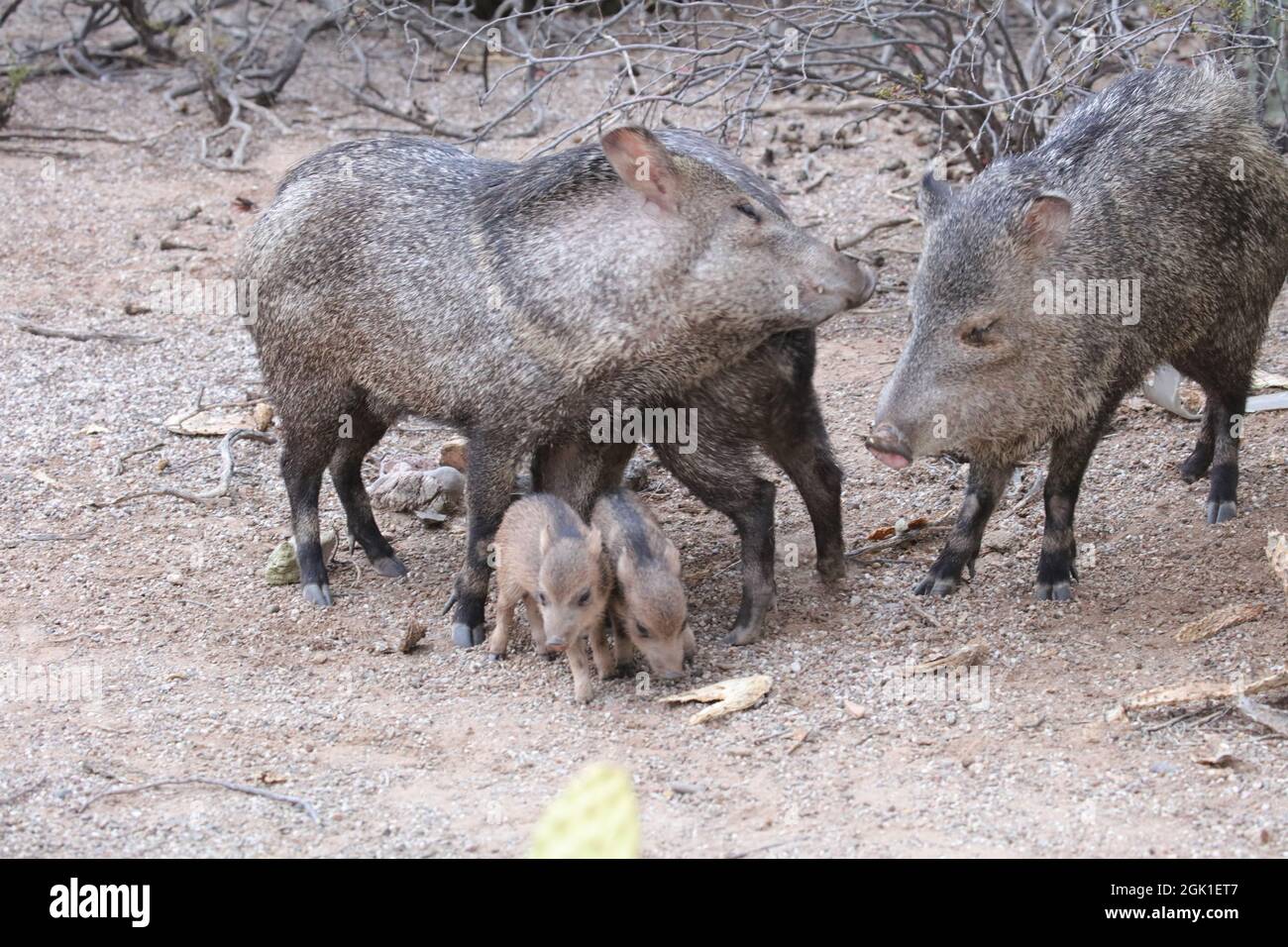 Three adult javelinas with babies Stock Photo Alamy