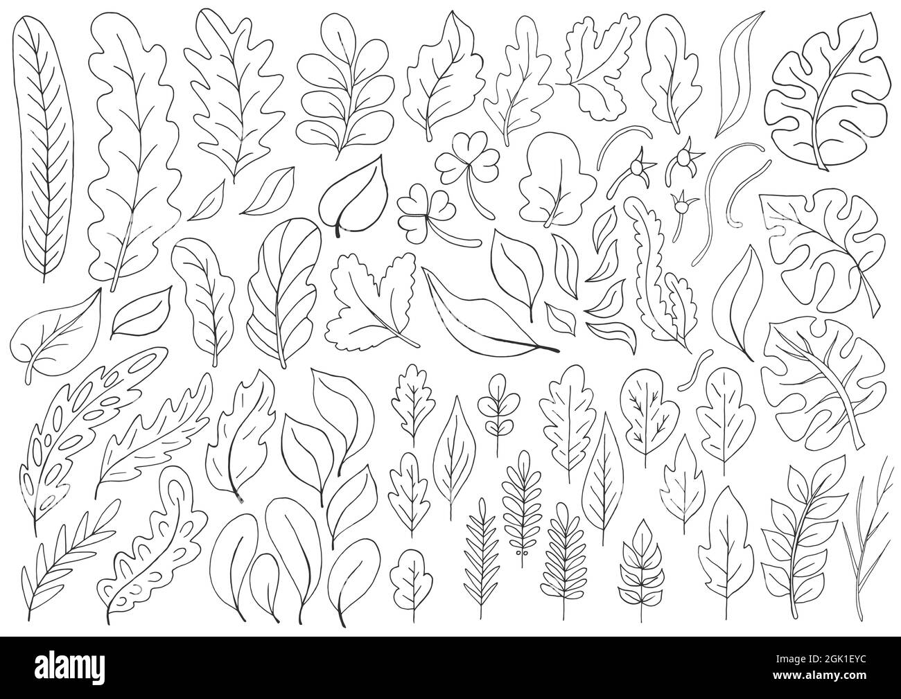 Large collection of monochrome leaves. Vector elements for your design. Leaves of monstera, trees, flowers. Set of vector illustrations in hand draw s Stock Vector