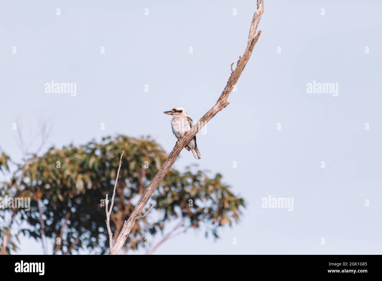 Laughing Kookaburra perched on tree branch Stock Photo