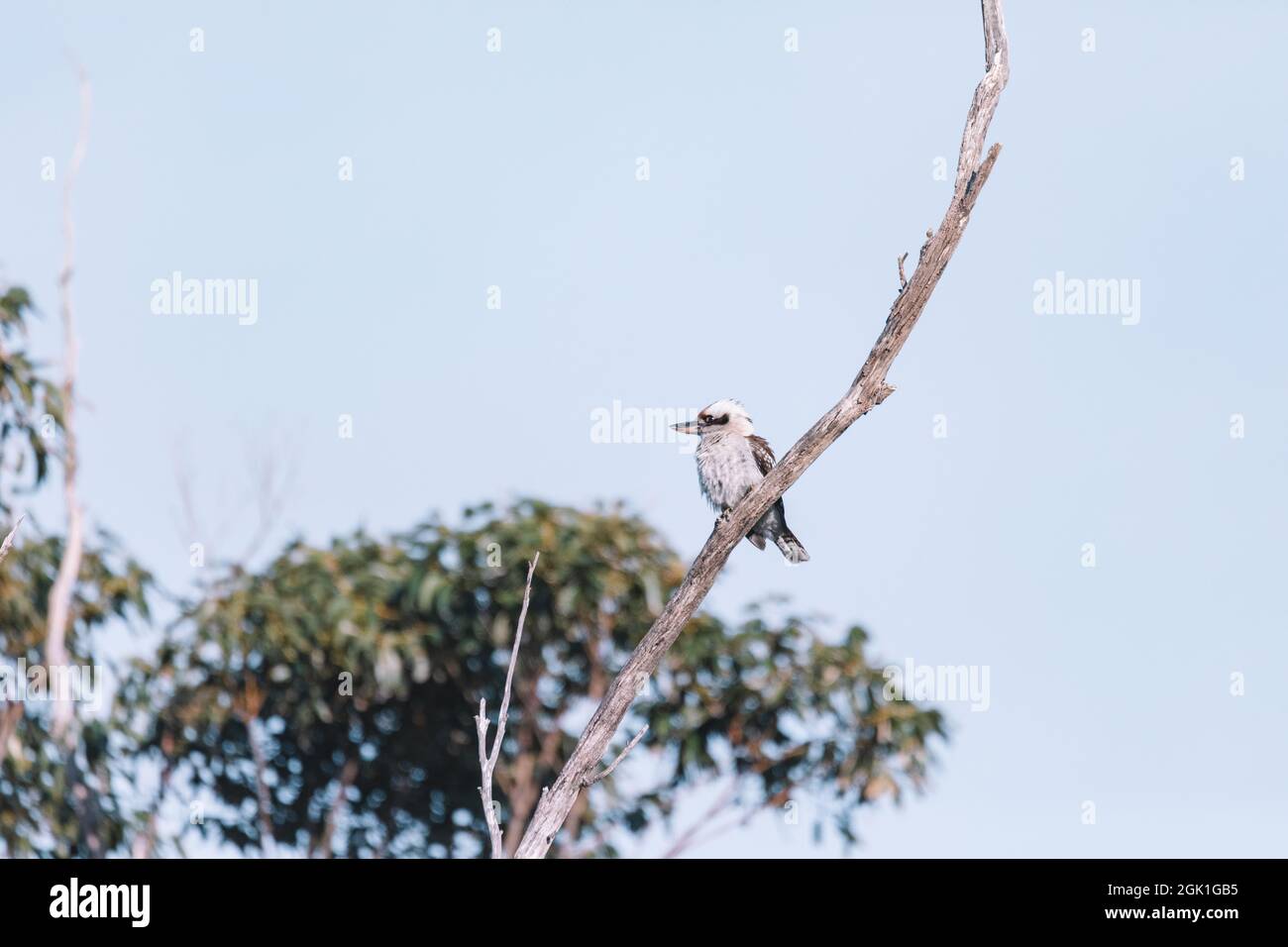 Laughing Kookaburra perched on tree branch Stock Photo