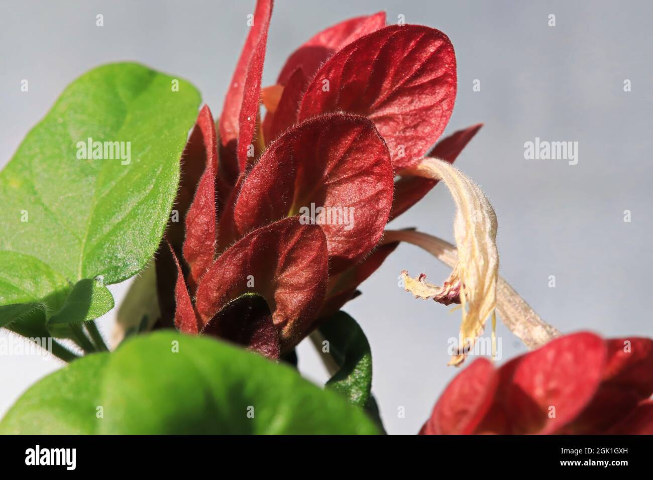 A wilted flower extend from red leaves on the Shrimp Plant Stock Photo