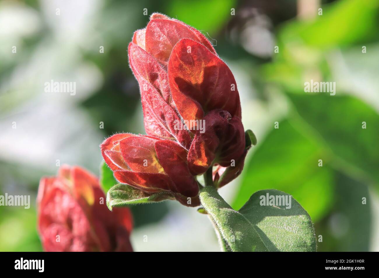 Red bracts leaves on a Shrimp Plant Stock Photo
