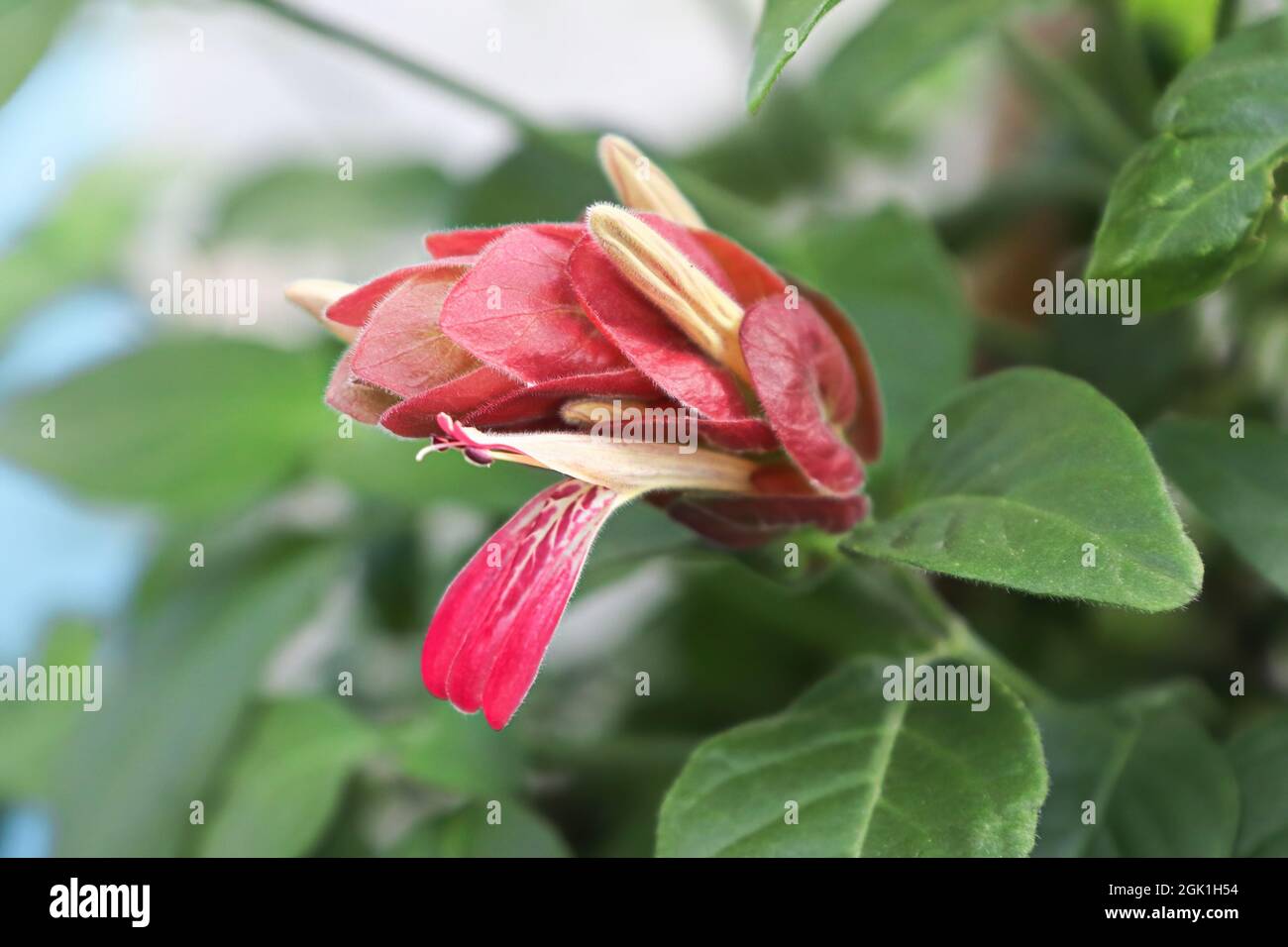 Young buds extend from red leaves on the Shrimp Plant Stock Photo