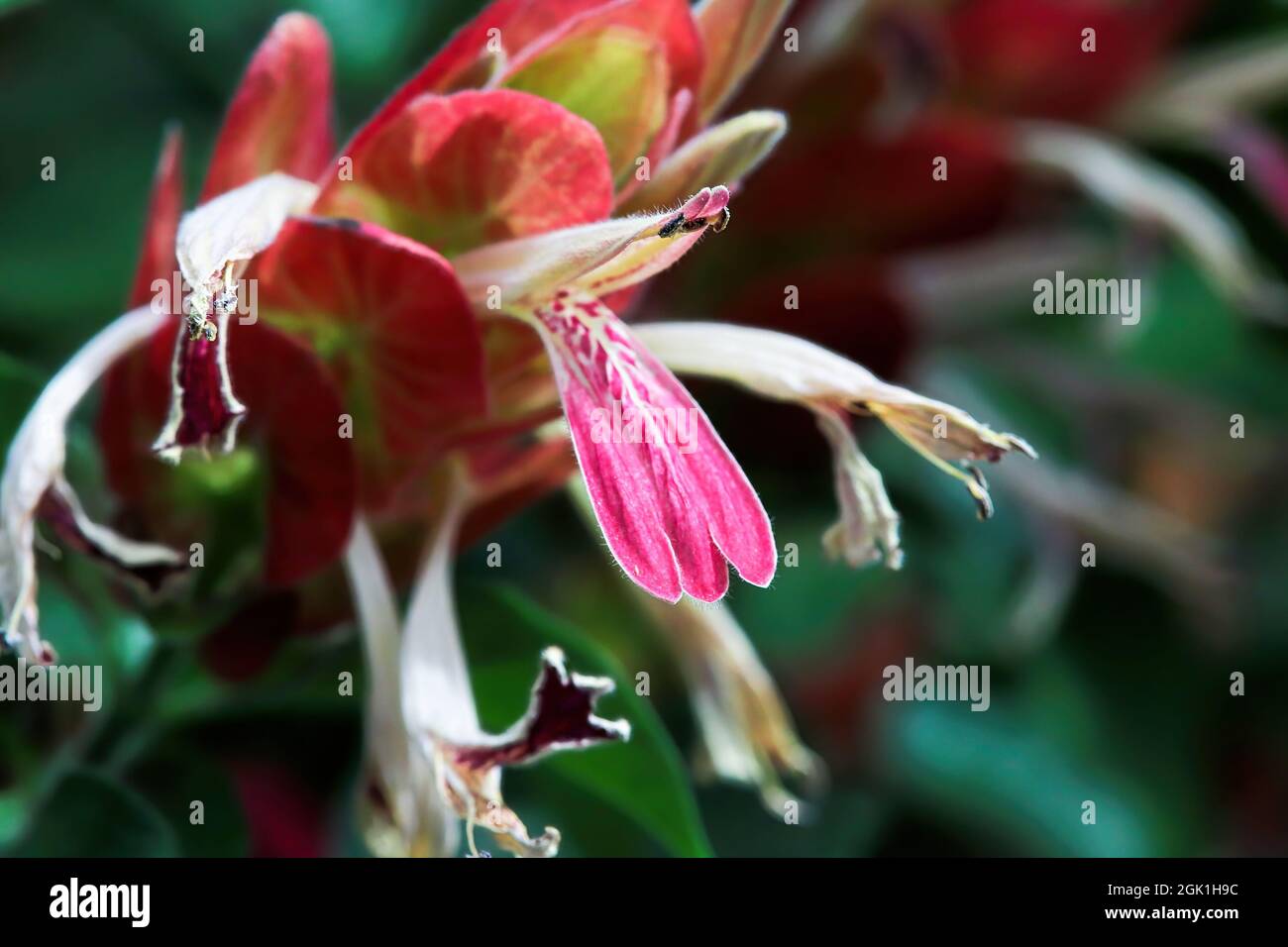 Wilted flowers extend from red leaves on the Shrimp Plant Stock Photo