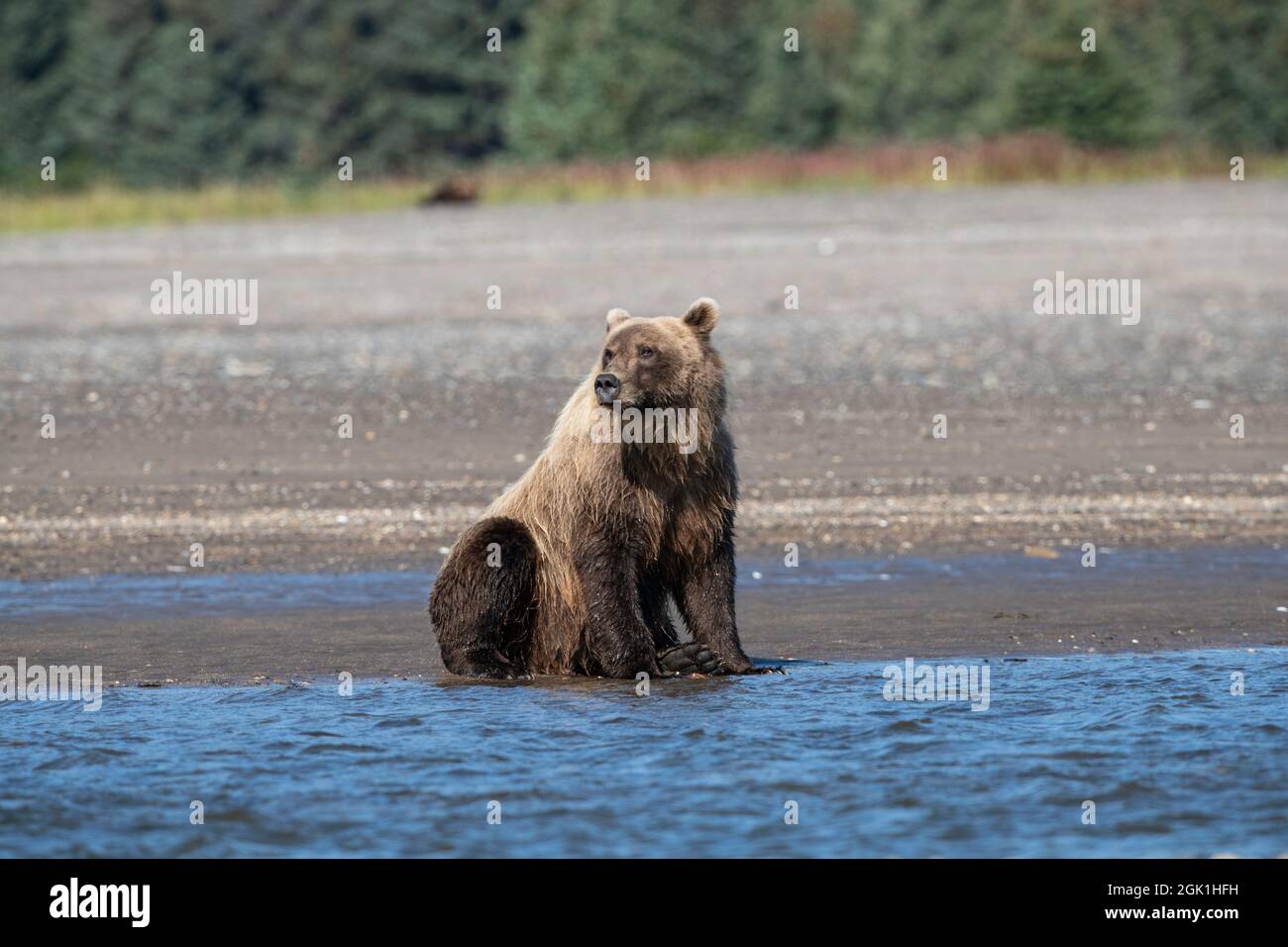 Alaskan Coastal Brown Bear Watching for Salmon Stock Photo