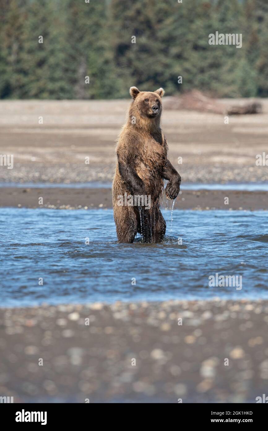 Alaskan Coastal Brown Bear Standing to Watch for Salmon Stock Photo - Alamy