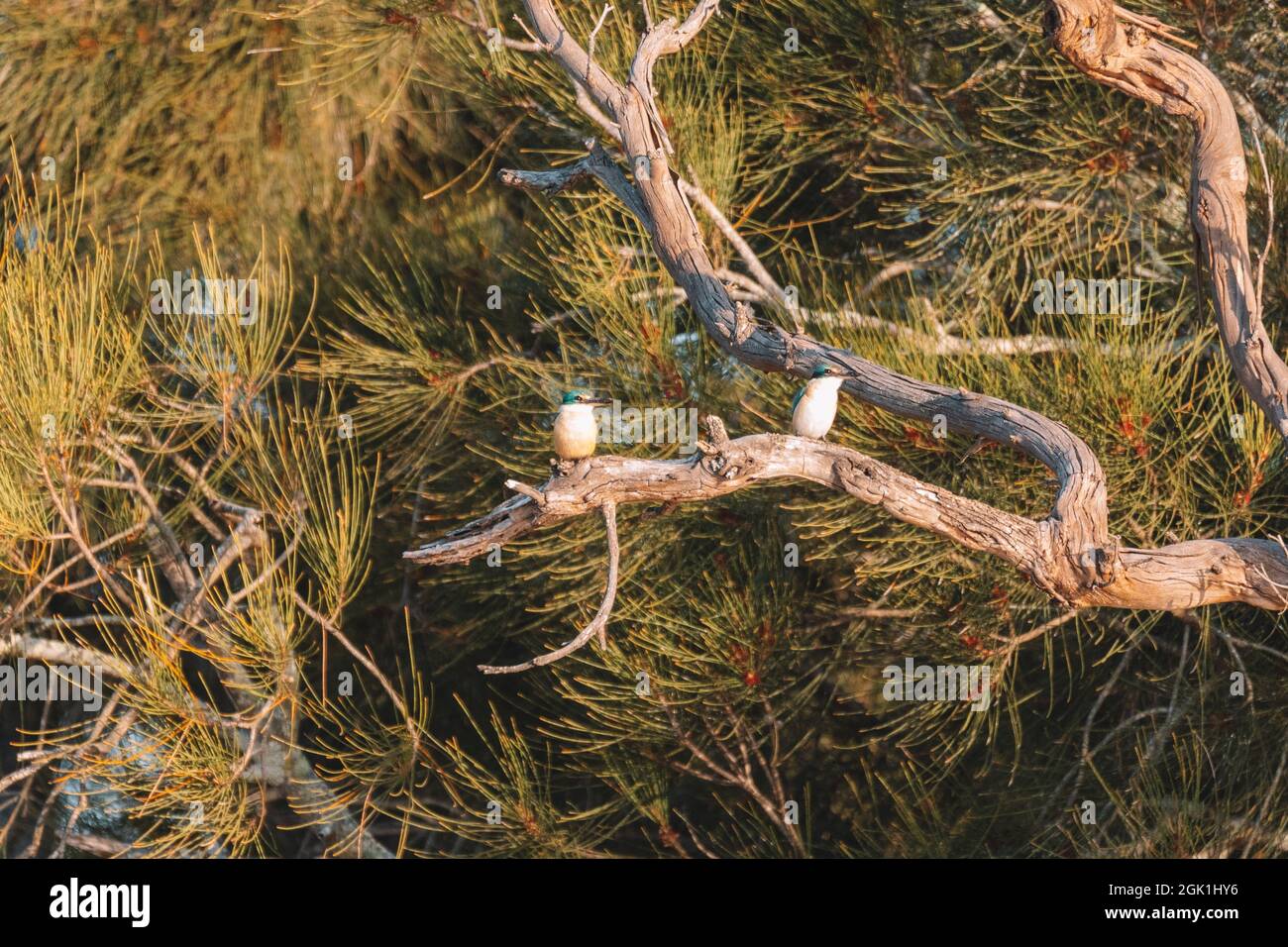 Two Sacred Kingfisher Perched in a Tree Stock Photo