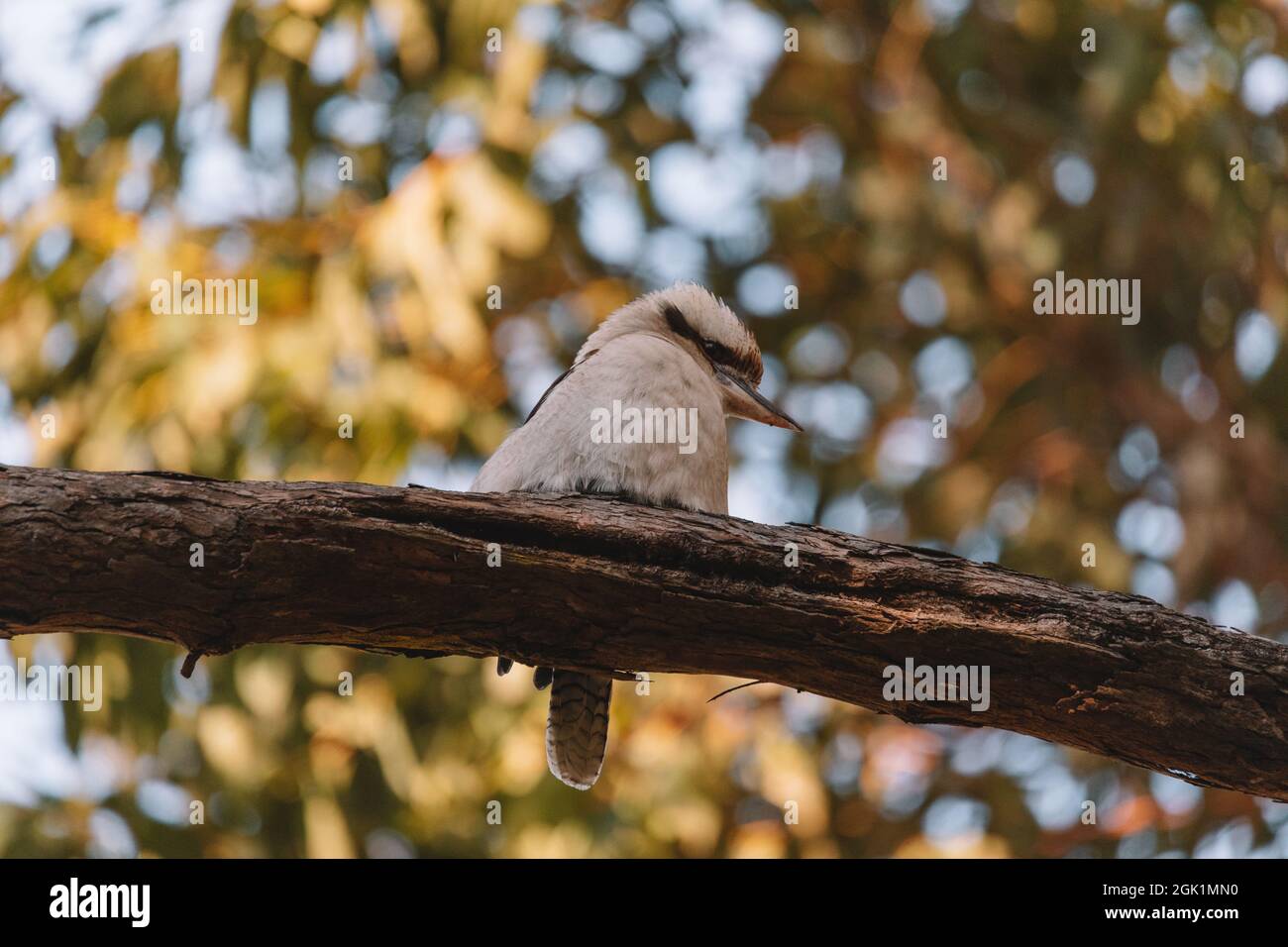Laughing Kookaburra perched on tree branch Stock Photo
