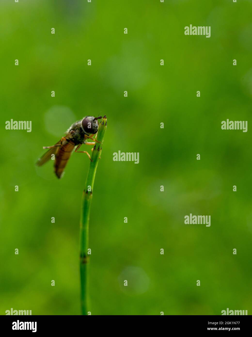 Vertical closeup shot of a bee standing on a green herb and eating in a ...