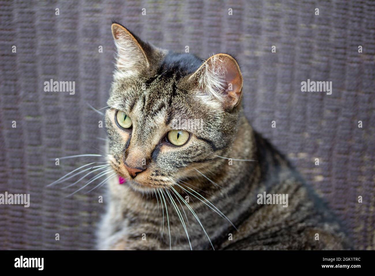 This image shows a close-up portrait view of a gray and brown striped ...