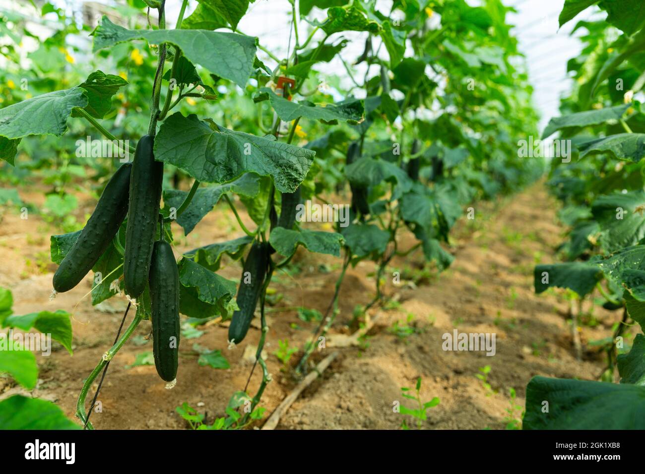 Rows of ripe cucumbers on the branches Stock Photo