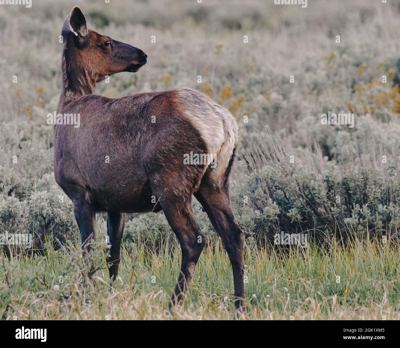 Scenic shot of a young elk from behind grazing in a meadow Stock Photo ...