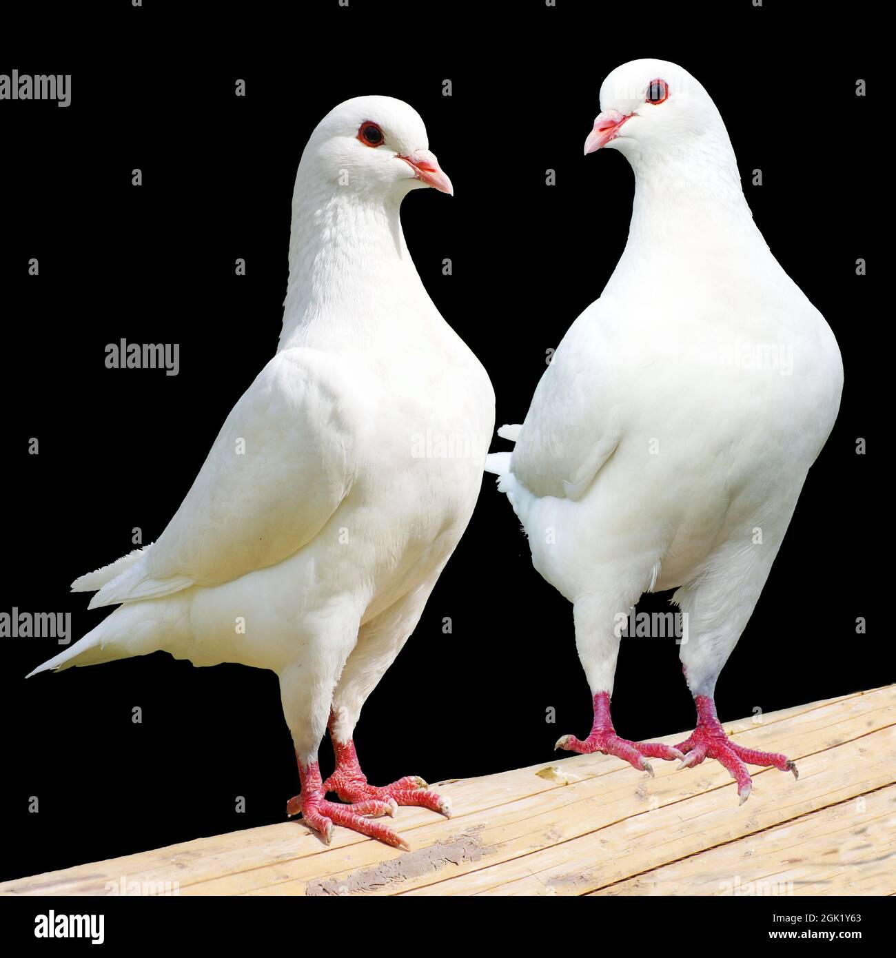 Two white pigeon isolated on black background Stock Photo