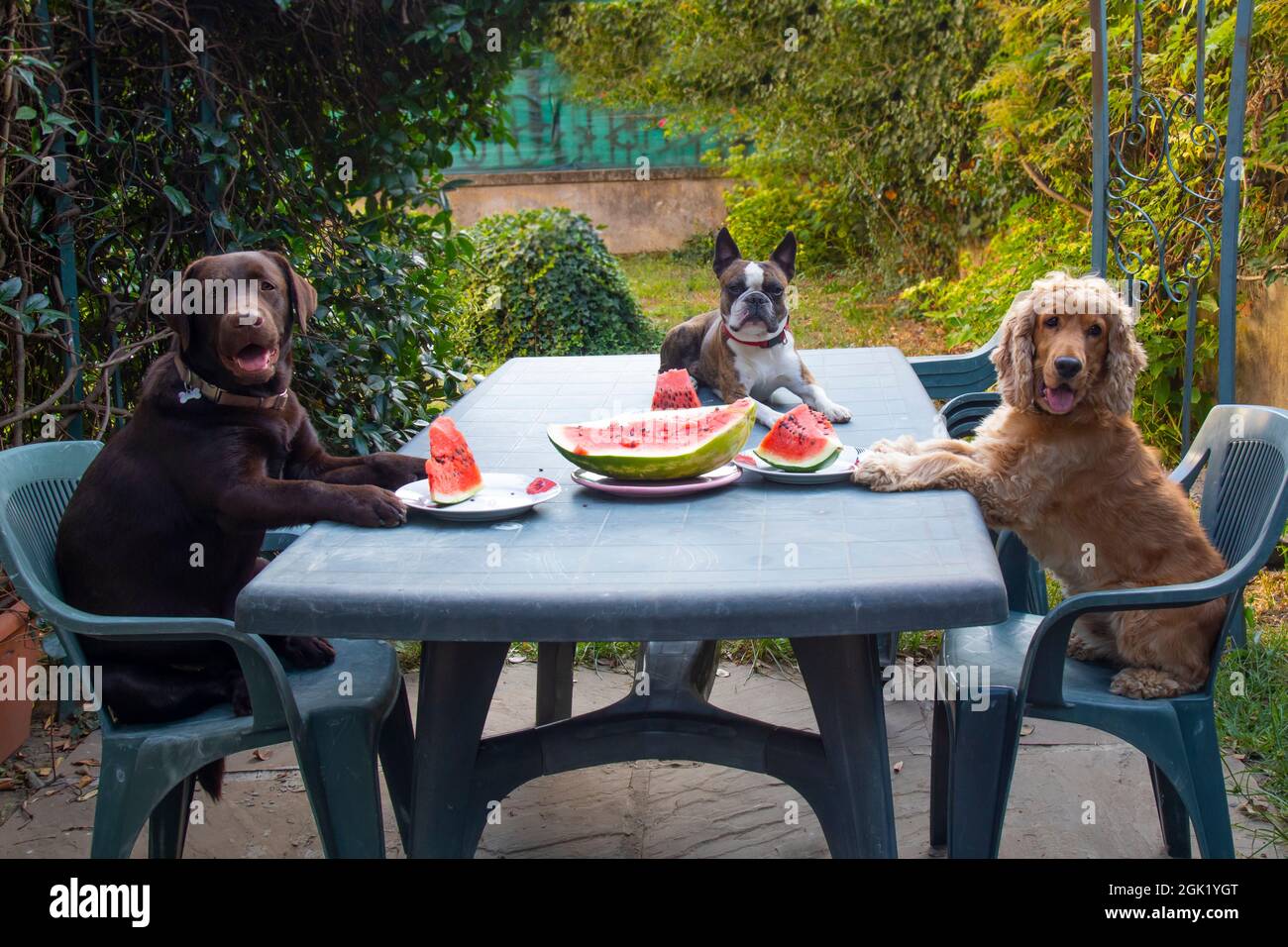three dogs, Labrador, Cocker spaniel and Boston terrier at a large table eating watermelon in the garden, dogs like humans , comic photo Stock Photo