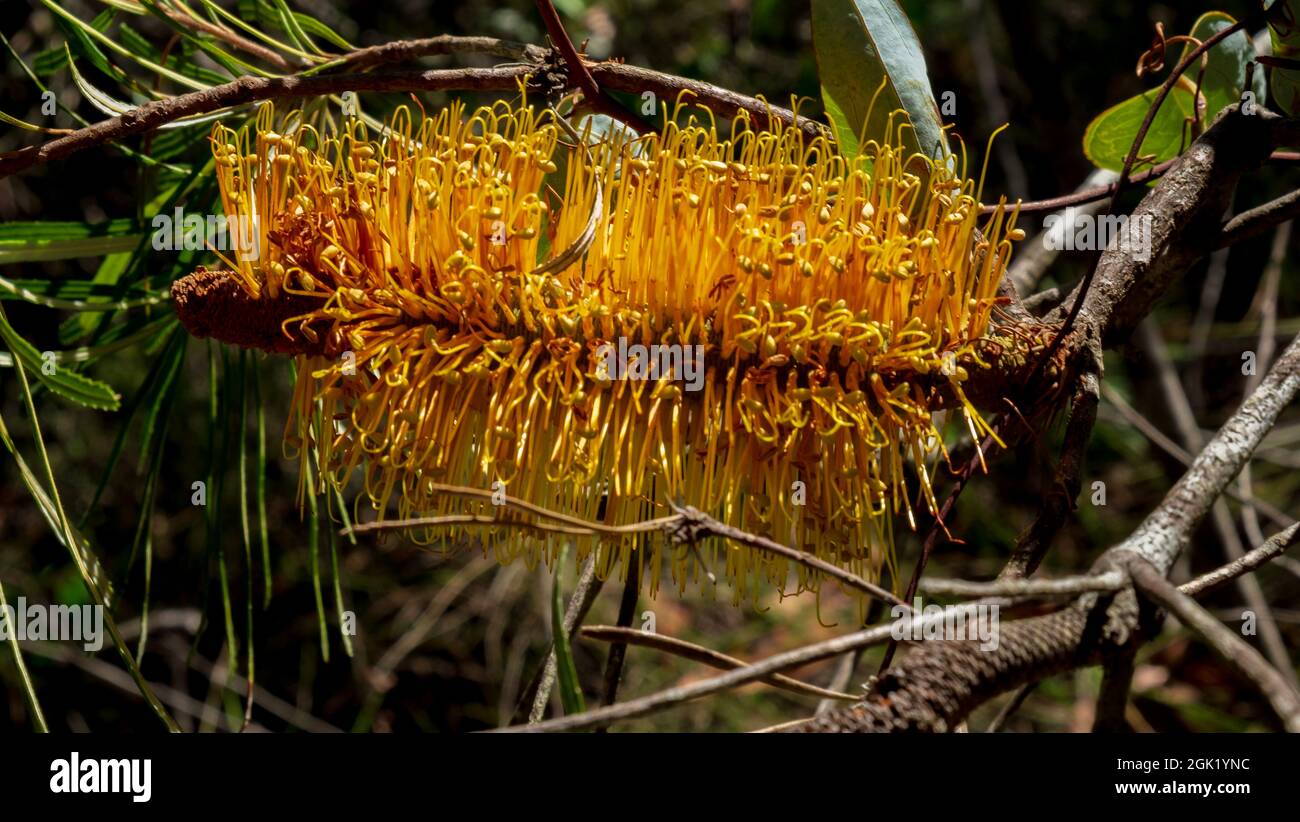 Grevillea 'Honey Gem' on the Soldier Trail Stock Photo