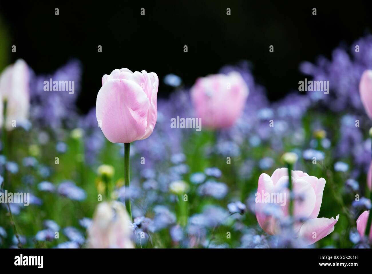 Tulips Blossoming in Spring Stock Photo