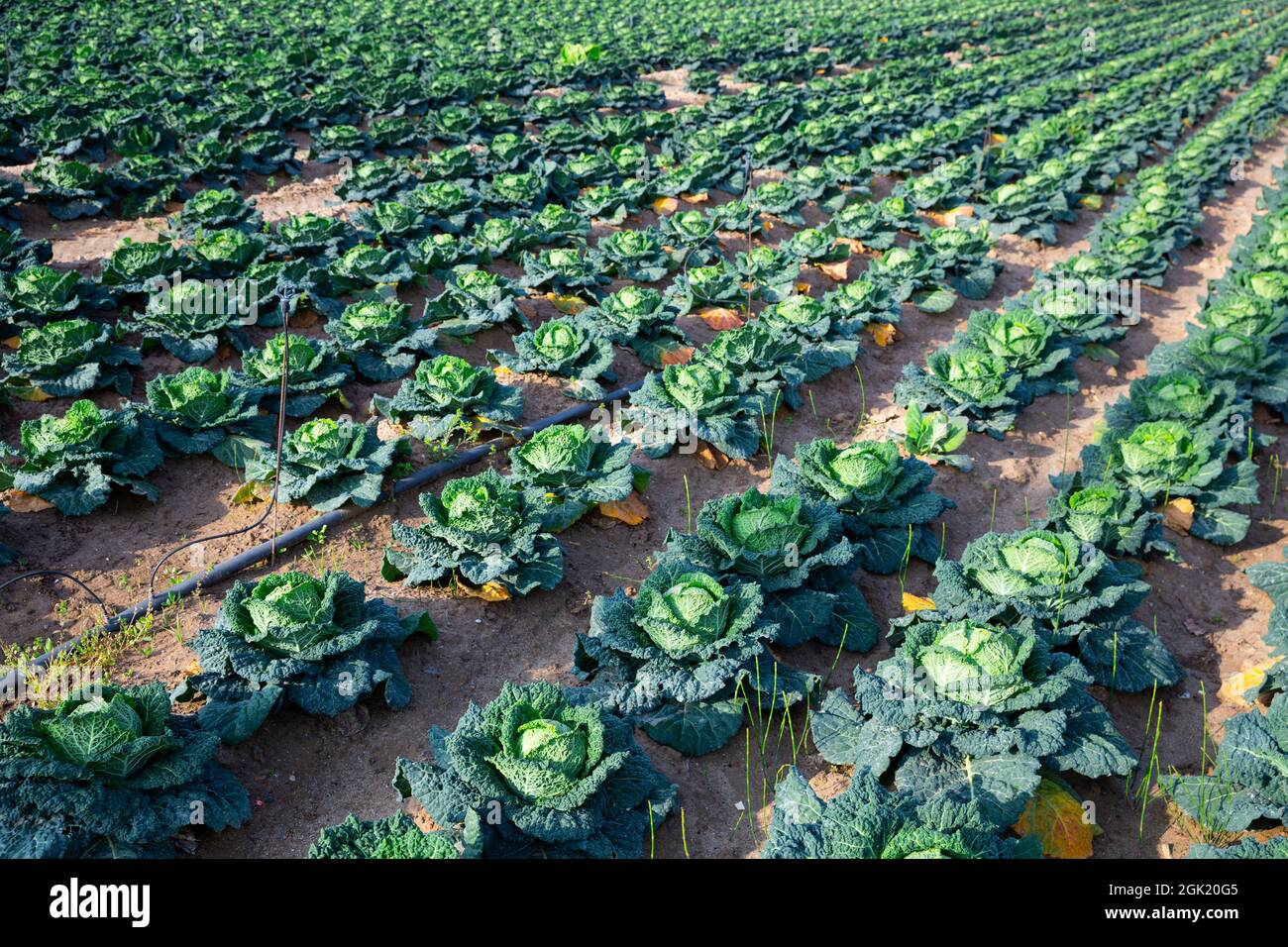 Cabbage rows in farm field hi-res stock photography and images - Alamy