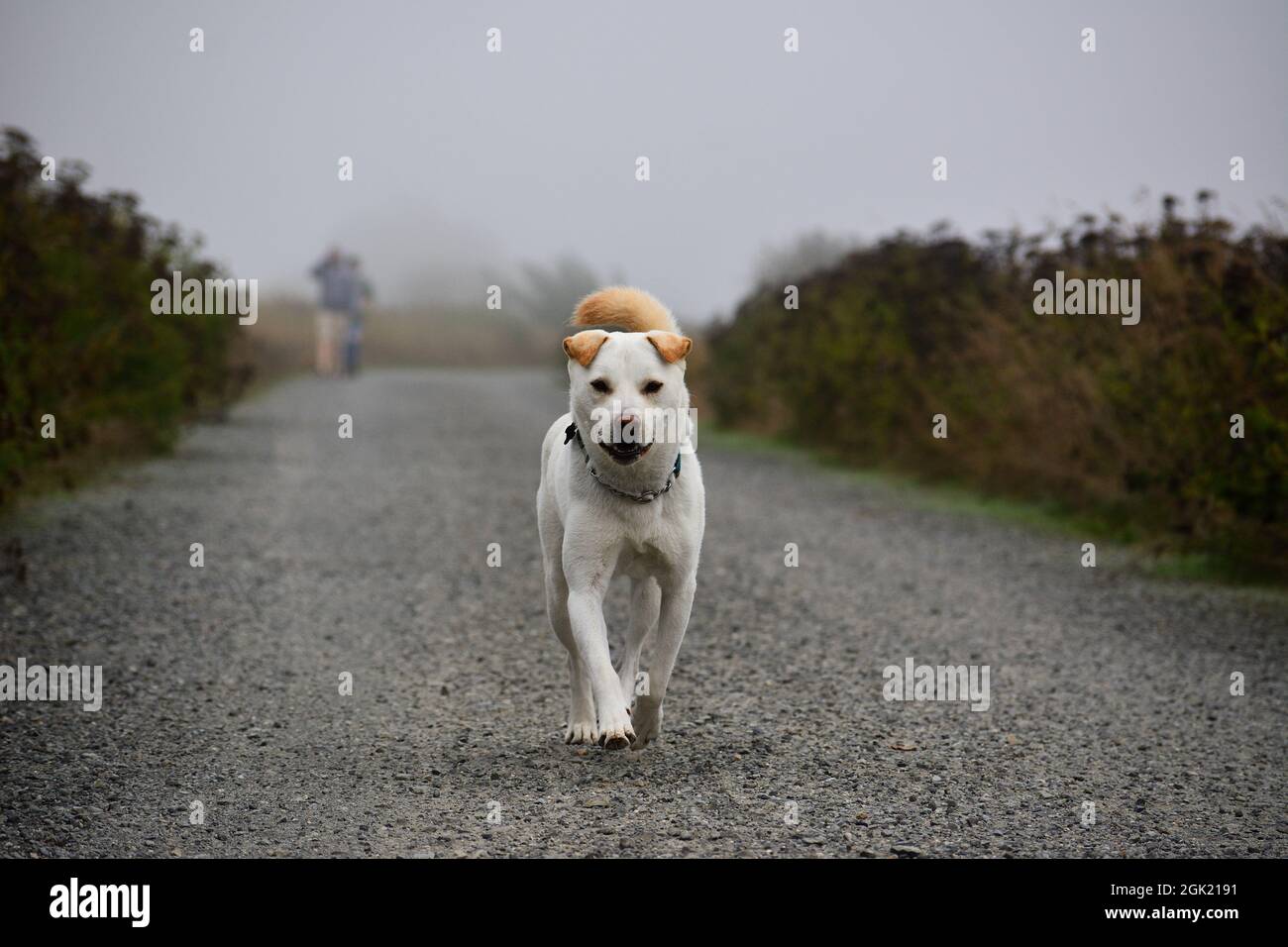 guard dog Stock Photo