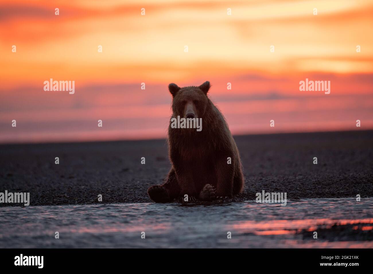 Alaskan Coastal Brown Bear at Sunrise Stock Photo
