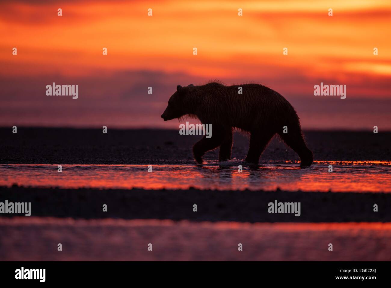 Alaskan Coastal Brown Bear at Sunrise Stock Photo