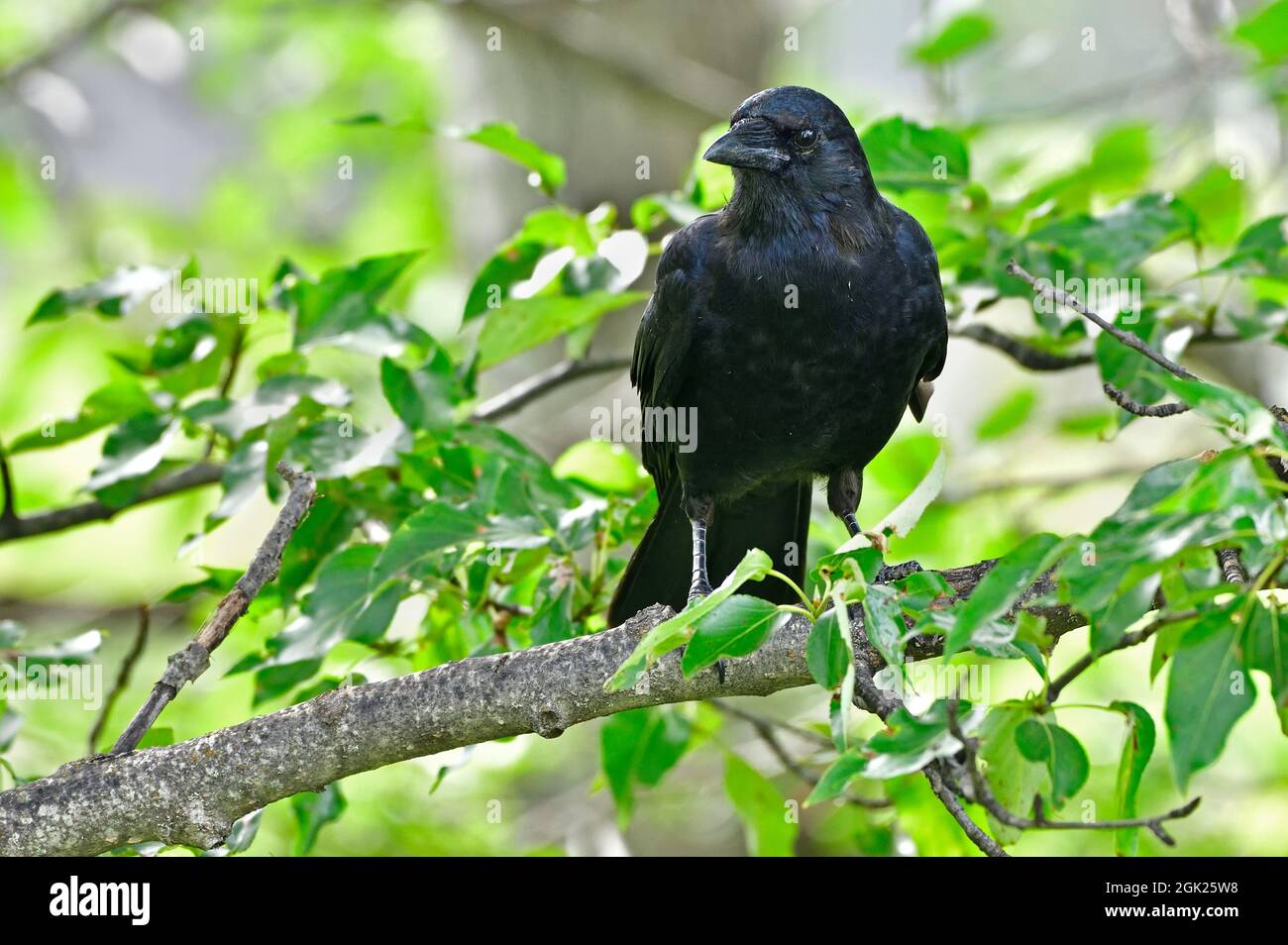 A common crow 'Corvus brachyrhynchos', perched on a poplar tree branch with green leaves in rural Alberta Canada. Stock Photo
