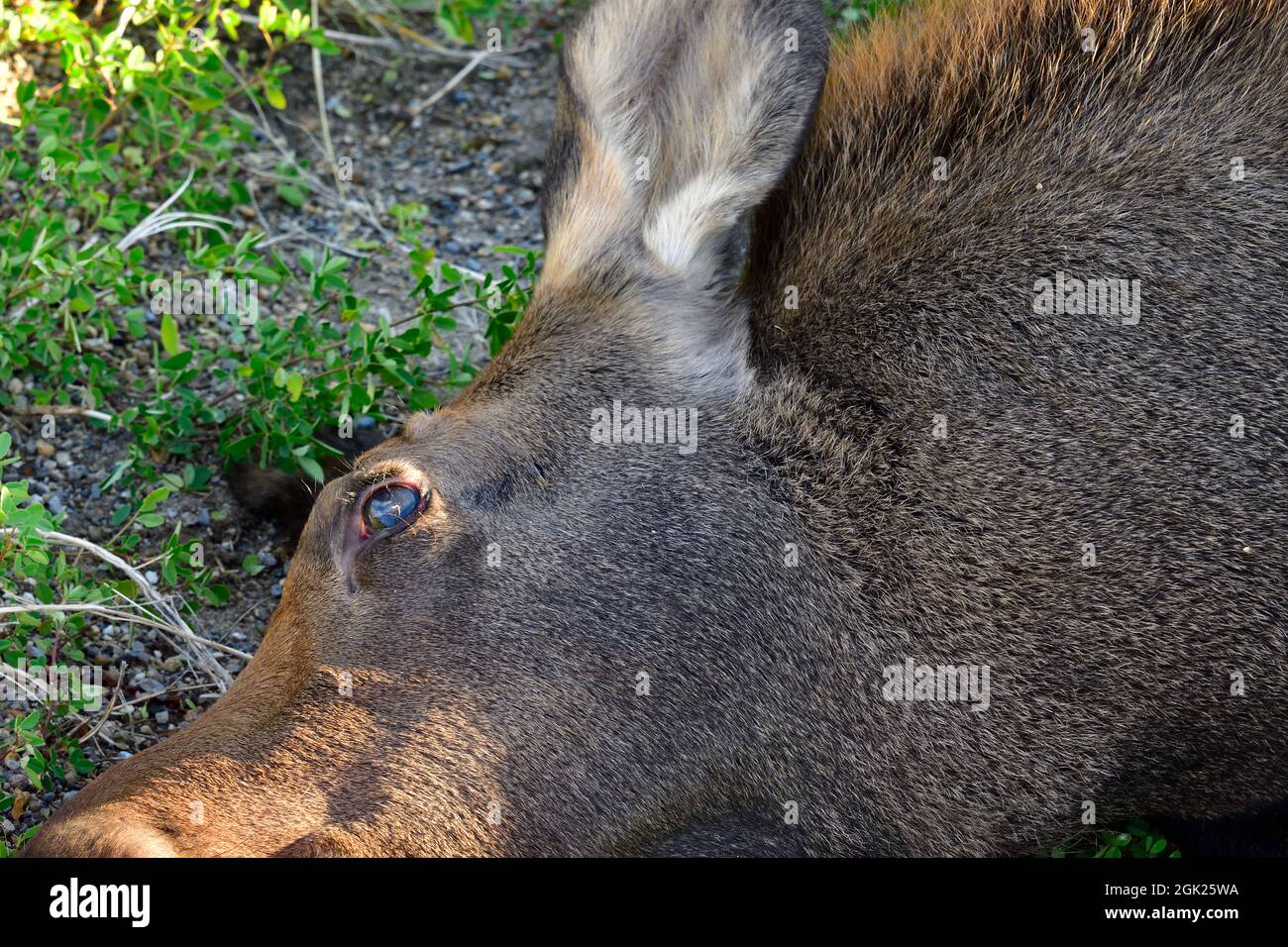 A road killed moose 'Alces alces',dead on the roadside, a victim of a traffic accident in rural Alberta Canada. Stock Photo