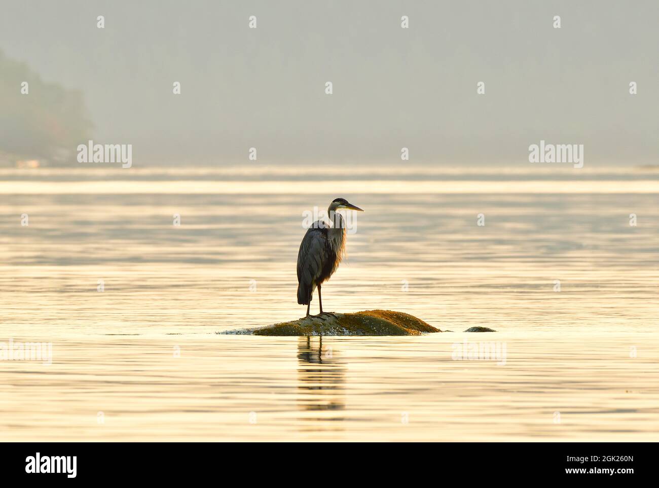 A Great Blue Heron  (Ardea herodias), shore bird perched on a rock on the west coast of British Columbia Canada. Stock Photo