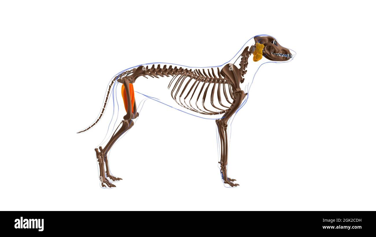 Adductor muscle Dog muscle Anatomy For Medical Concept 3D Illustration