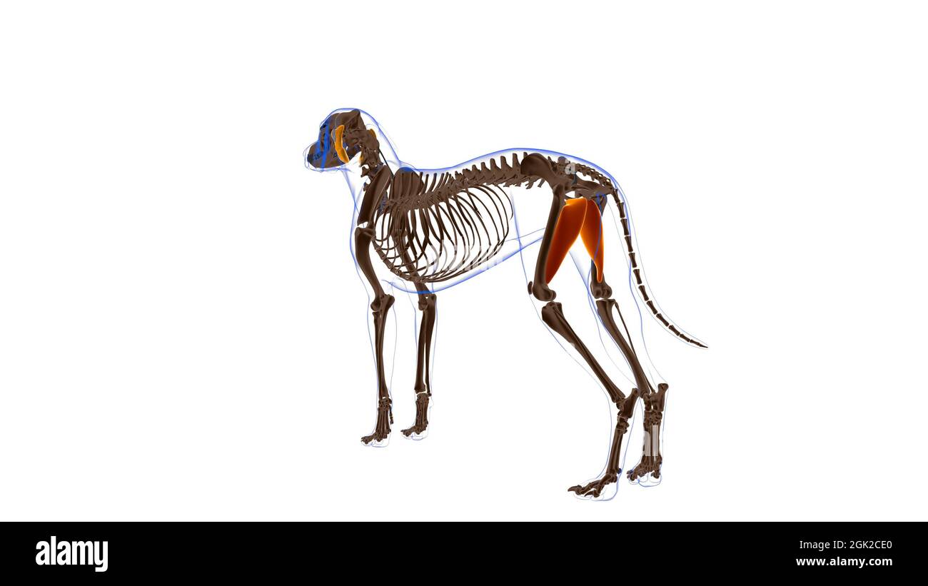 Adductor muscle Dog muscle Anatomy For Medical Concept 3D Illustration