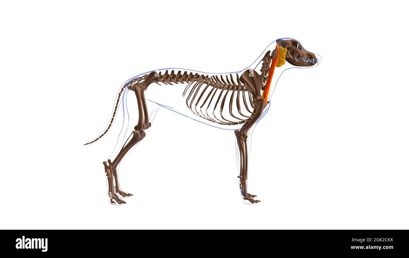 Cleidomastoideus muscle Dog muscle Anatomy For Medical Concept 3D