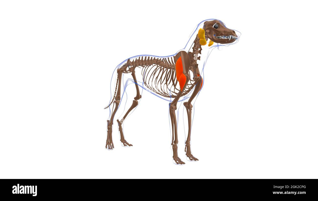 Deltoideus muscle Dog muscle Anatomy For Medical Concept 3D