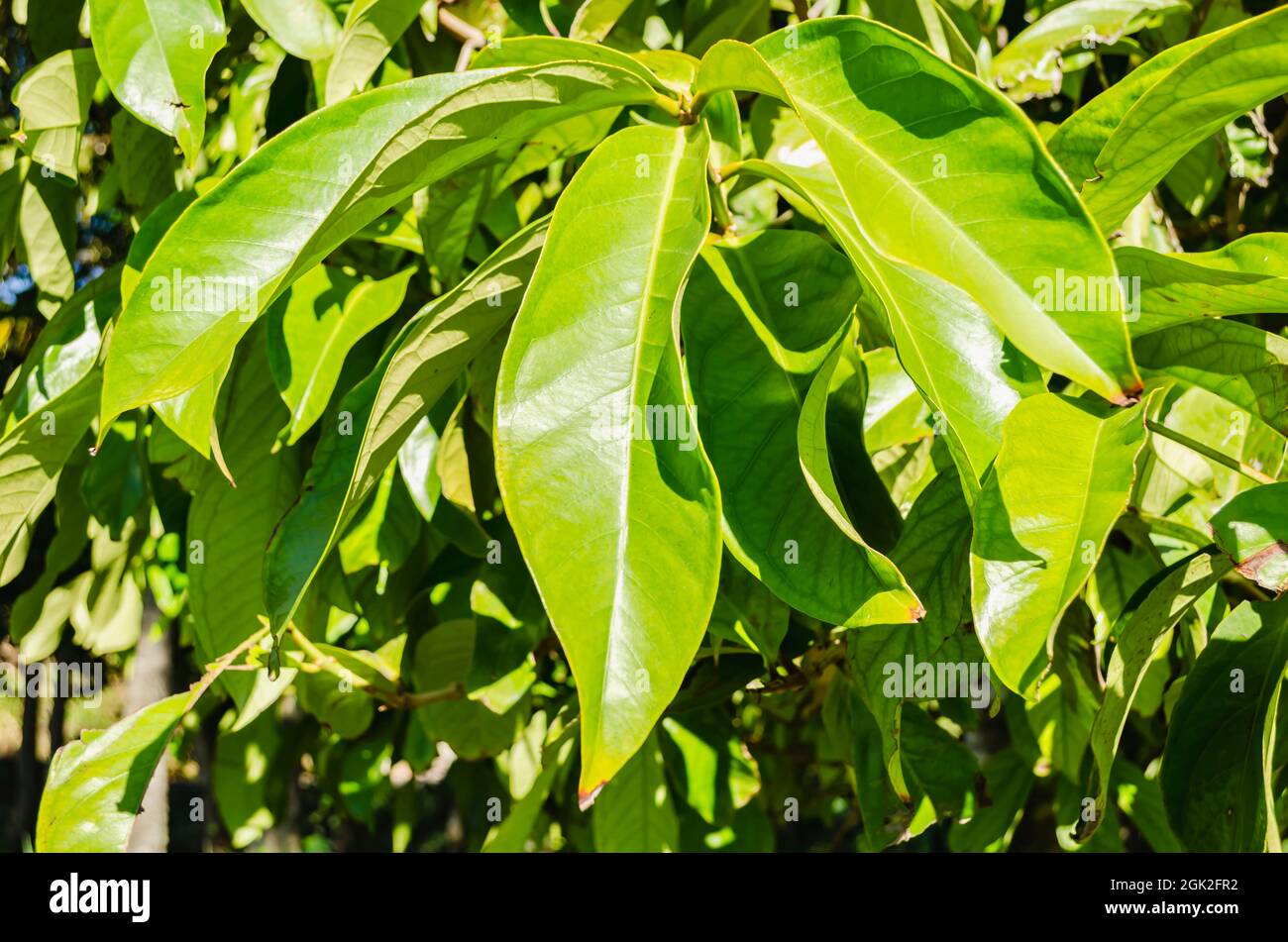 The bright sun shine on the otaheite apple tree leaves top surface Stock Photo Alamy