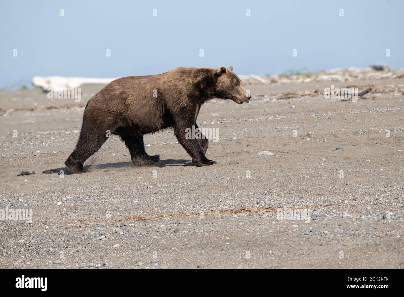 Male Brown Bear on Beach Stock Photo