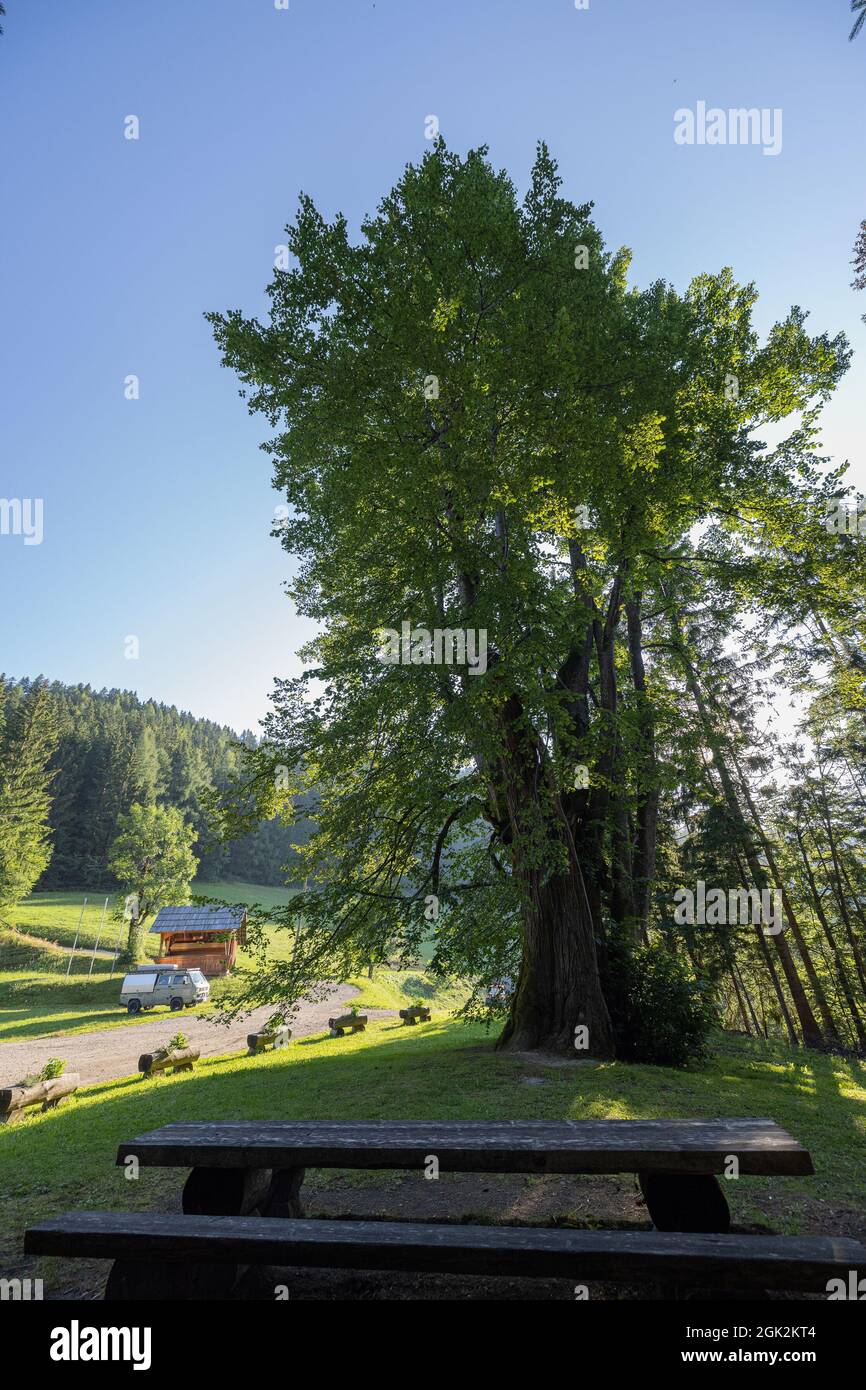 Najevska lipa is the widest tree in Slovenia in the Koroska region