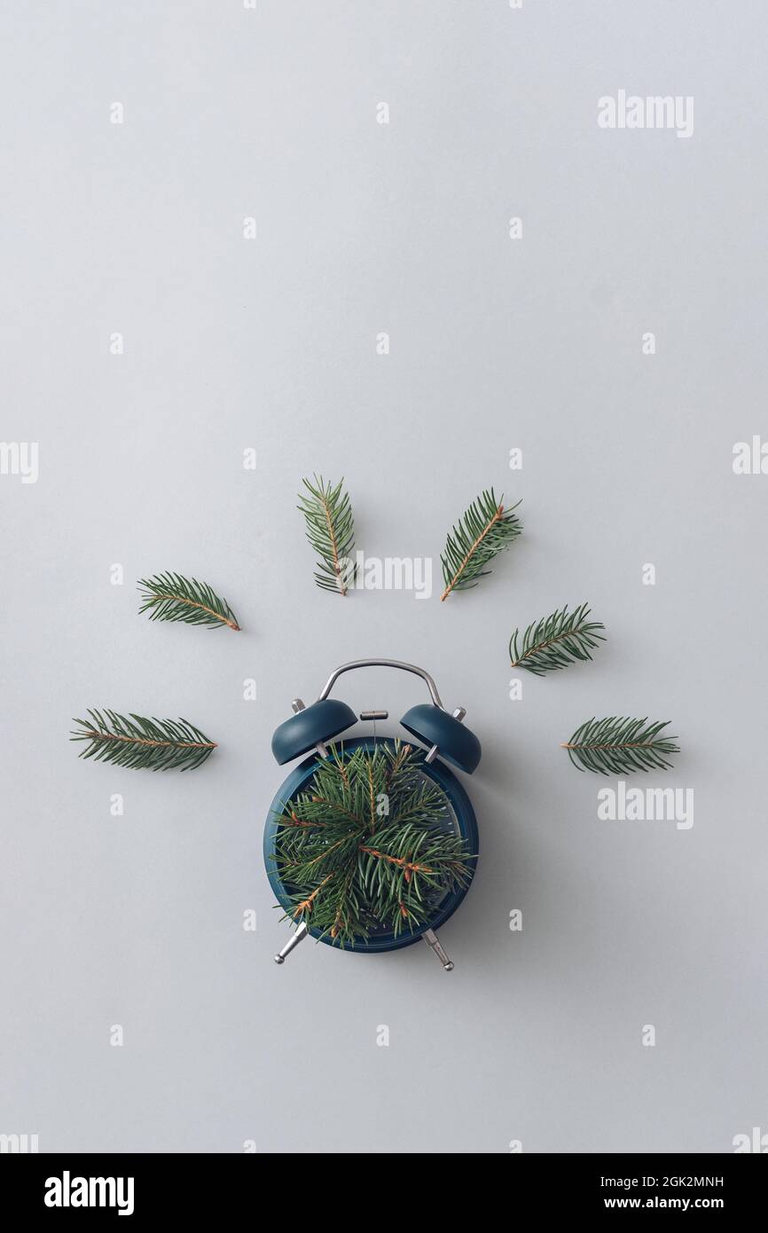 Modern minimal concept of alarm clock and pine branches. Flat lay ...