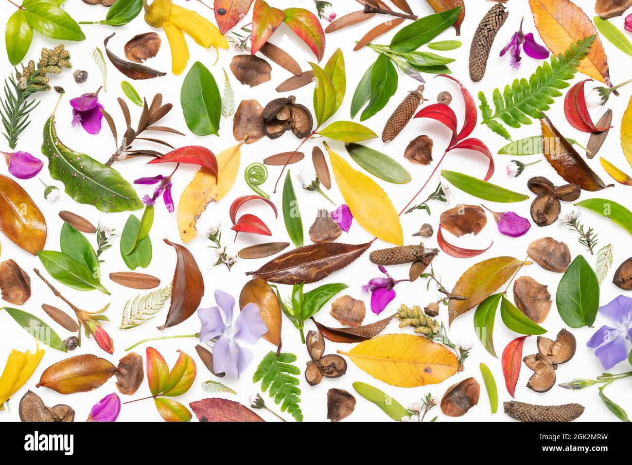 Leaves, seeds and flowers of the forest floor are presented on a white