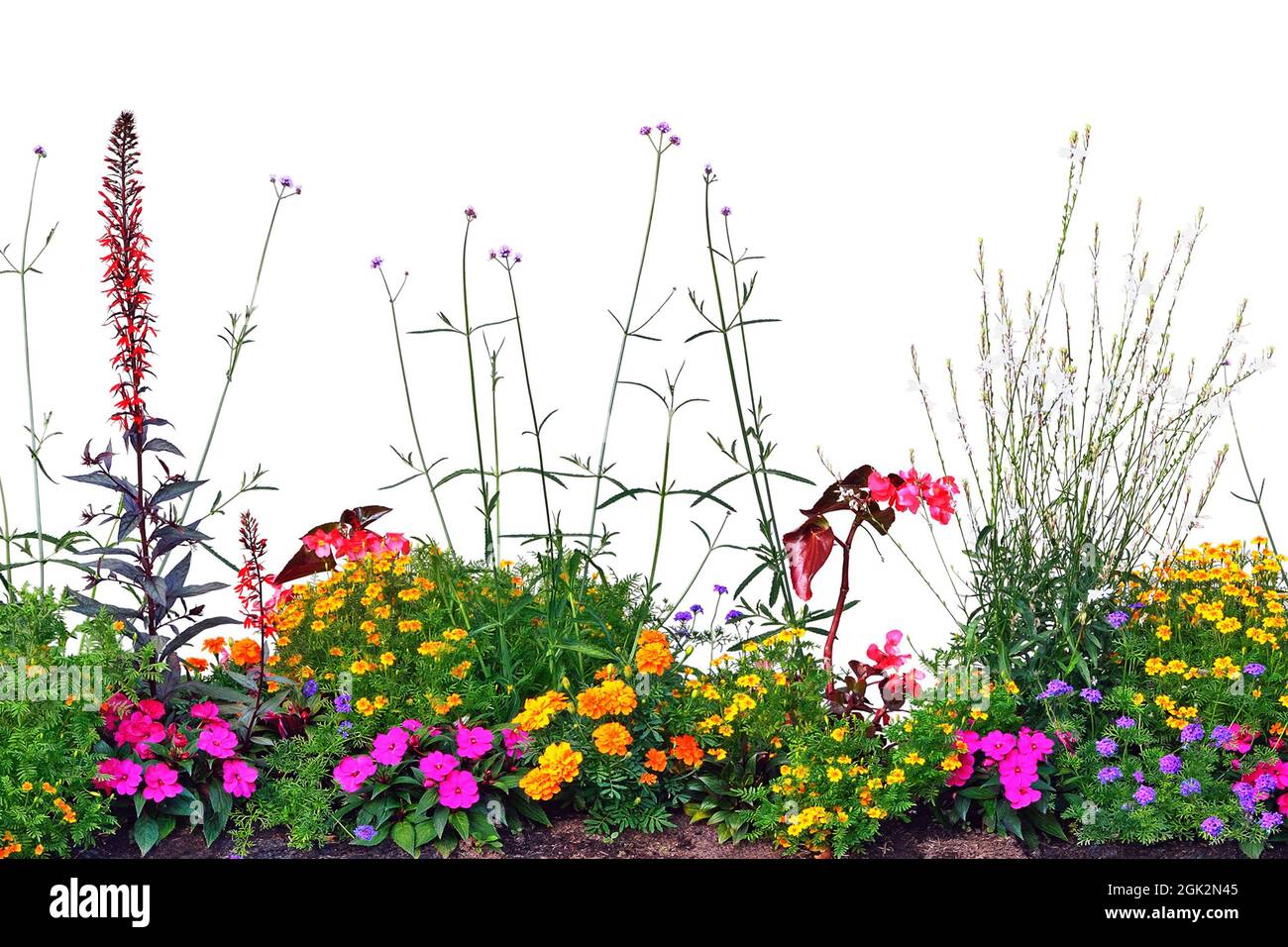 Annual Flowers Flowerbed Panorama, Isolated Horizontal Panoramic Blooming Cardinal Flower Bed Closeup, Flowering Begonias, Balsams, Gauras, Marigolds Stock Photo