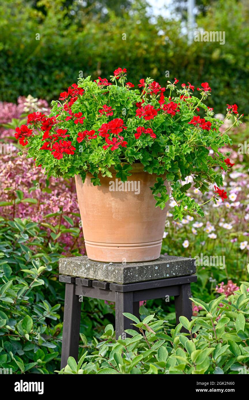 big red beautiful geranium in crock pot Stock Photo