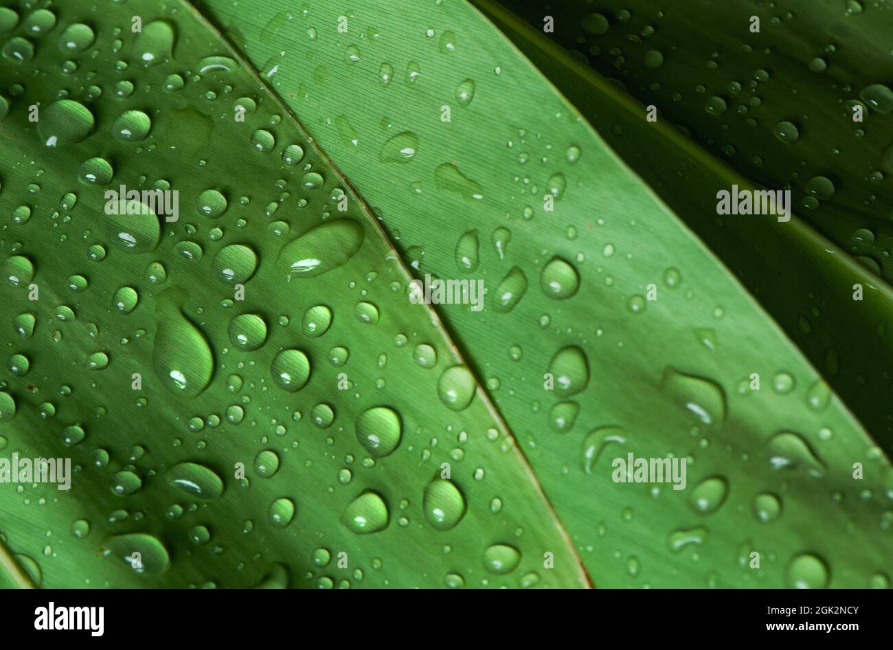 close-up water drop on lush green foliage after rainning. Stock Photo