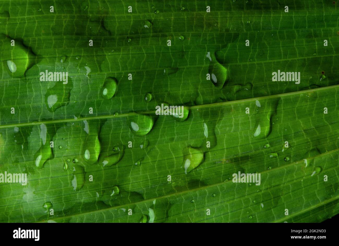close-up water drop on lush green foliage after rainning. Stock Photo